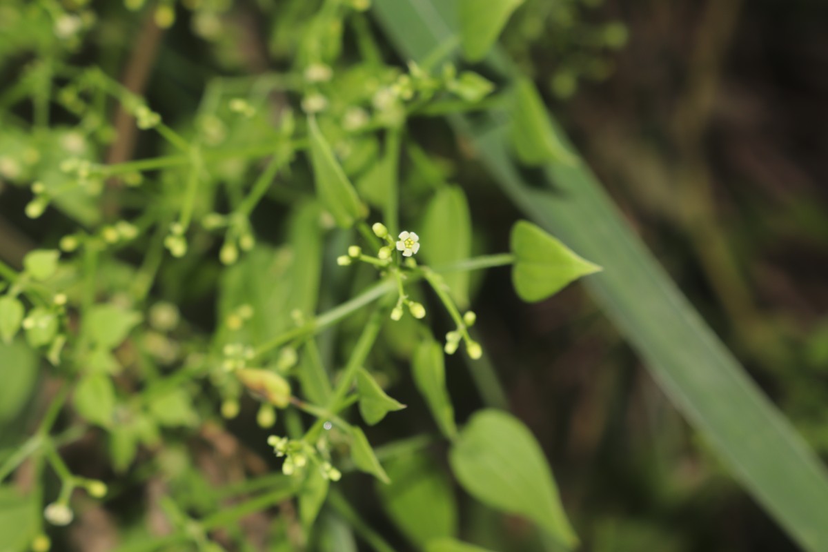 Rubia cordifolia L.